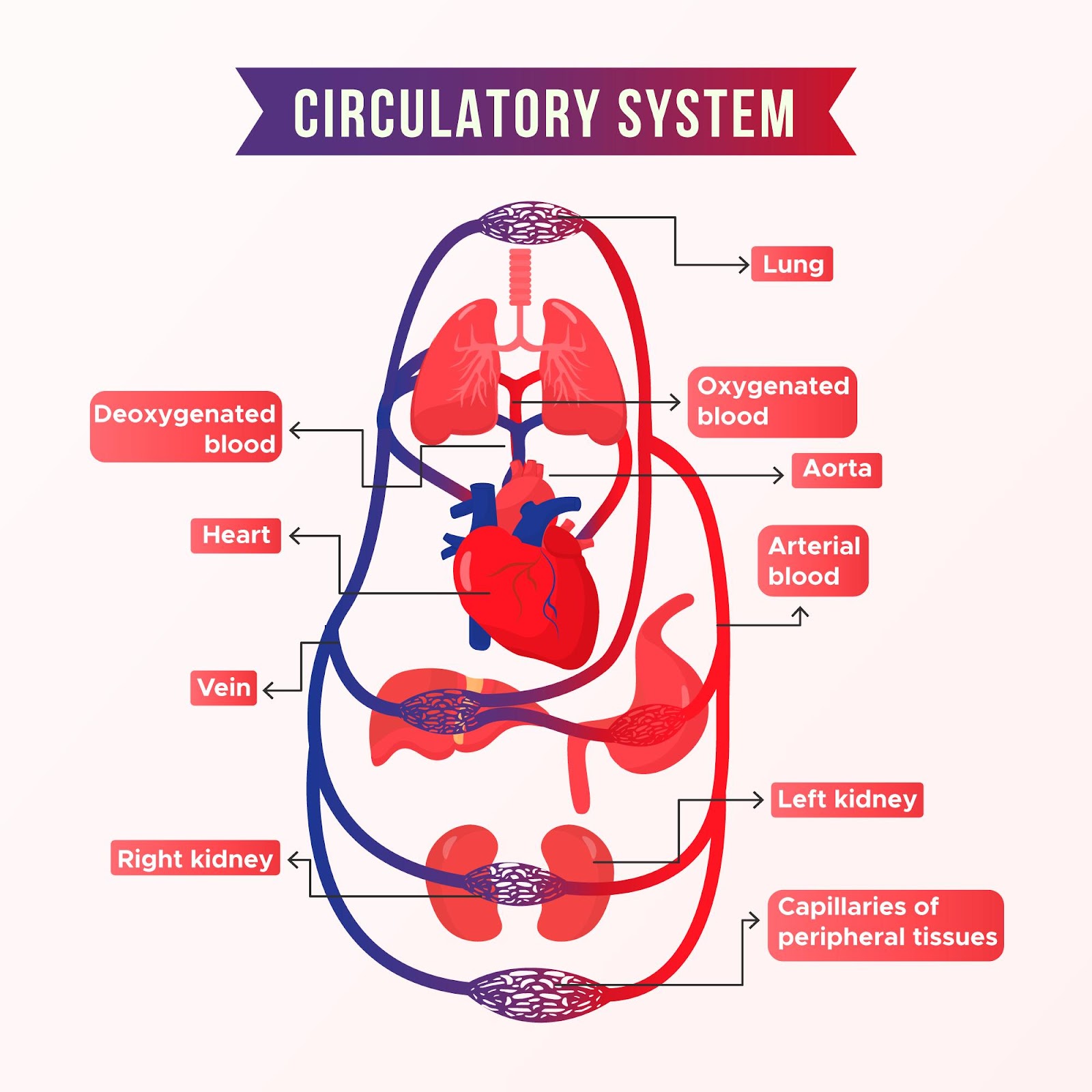 The Importance Of Maintaining Good Circulation And Microcirculation